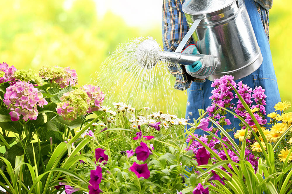 Horto do Campo Grande - 7 tarefas para cuidar ado jardim no Verão