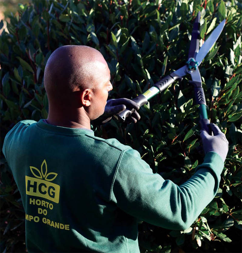 Horto do Campo Grande - 7 tarefas para cuidar ado jardim no Verão