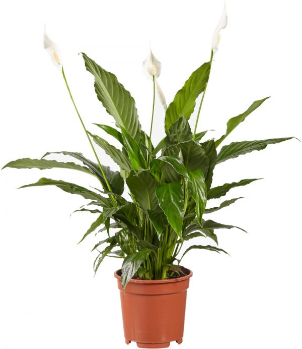 Spathiphyllum