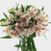 Alstroemeria