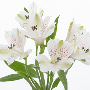 Alstroemeria