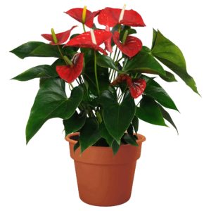 ANTHURIUM