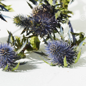 eryngium