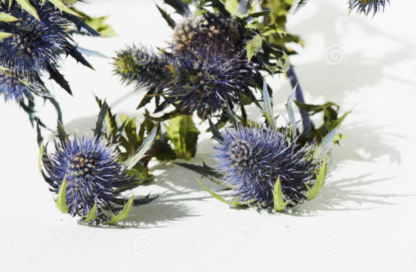 eryngium