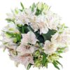 Alstroemeria