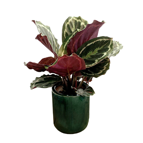 Plantas Pet Friendly - Calathea