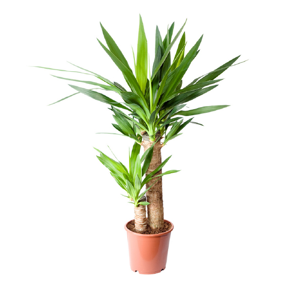 Plantas Pet Friendly - Yucca elephantipes