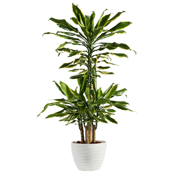 Plantas Pet Friendly - Dracaena