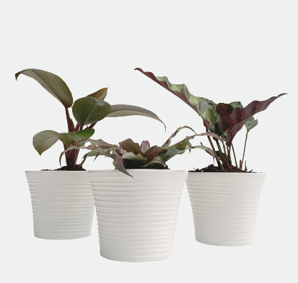 Trio de plantas baby