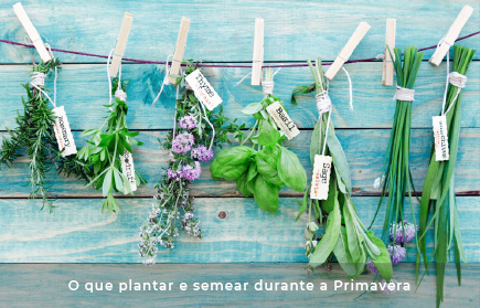 O que plantar e semear durante a Primavera