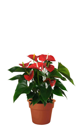 Anthurium