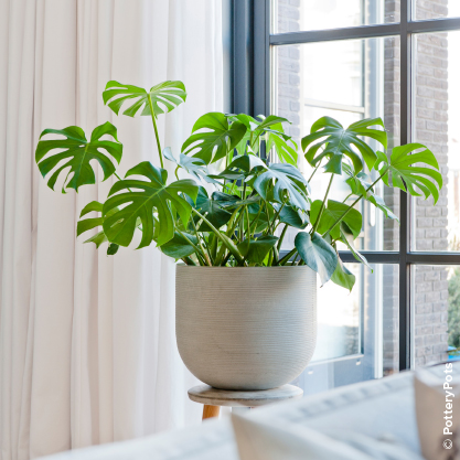 Monstera deliciosa