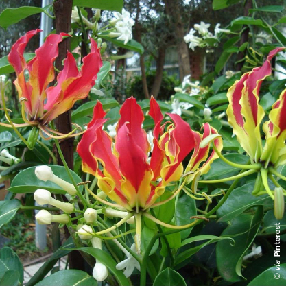 Gloriosa rothschildiana