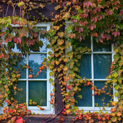 Parthenocissus tricuspidata