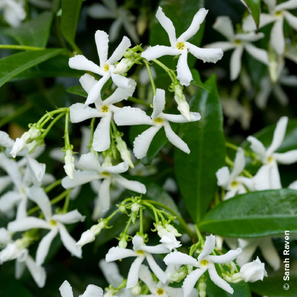 Trachelospermum jasminoides