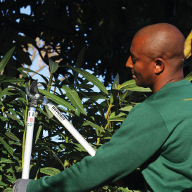 Manutenção de jardins