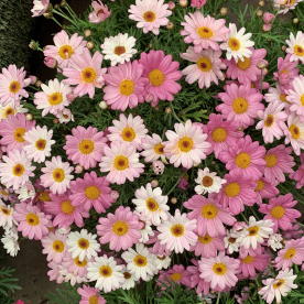 Argyranthemum