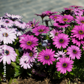 Dimorphoteca (Osteospermum ou Margarida Africana)