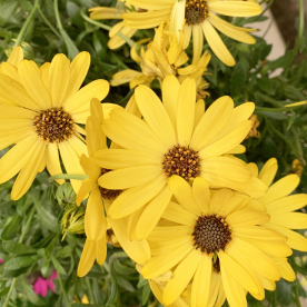 Dimorphoteca (Osteospermum ou Margarida Africana)