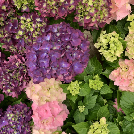 Hortênsia (Hydrangea macrophylla)