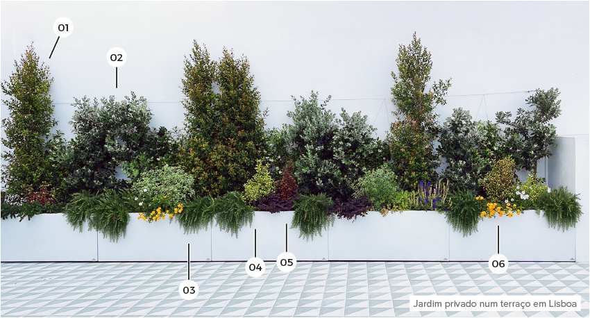 01. Eugenia   |   02. Metrosideros   |   03. Rosmarinus Prostratus   |   04. Pittosporum   |   05. Coprosma   |   06. Lantana Montevidens