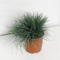 Festuca