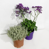 Santolina e Limonium