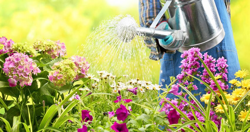 Horto do Campo Grande - 7 tarefas para cuidar ado jardim no Verão