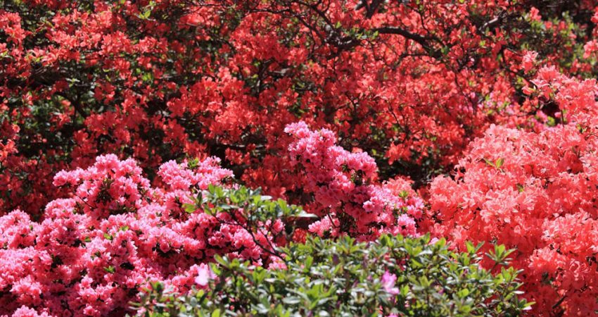 flores de inverno