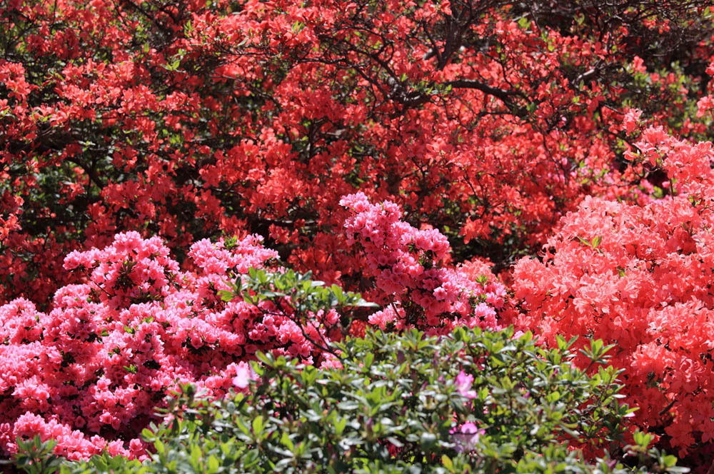 flores de inverno