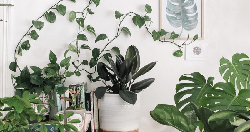 Urban Jungle – 5 plantas para recriar esta tendência na decoração