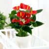 anthurium