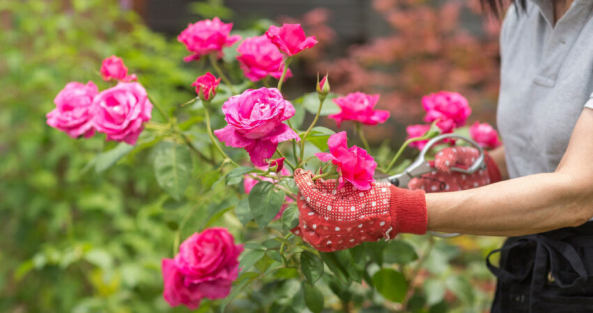 Torne-se um expert em... Roseiras! Conheça todos os cuidados de cultivo e manutenção